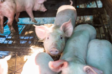 Domuz genç domuz yavrusu tarım arazisi