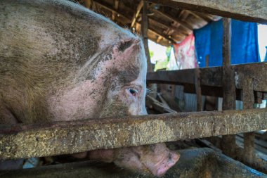 Domuz genç domuz yavrusu tarım arazisi