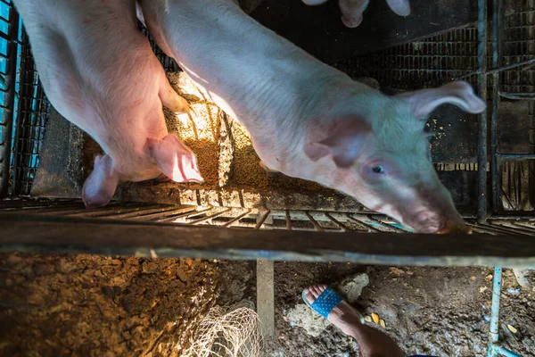 Cerdo sucio en la granja de suelo tradicional — Foto de Stock