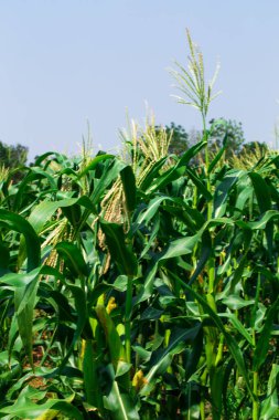 Mavi gökyüzü ile Mısır tarla tarım arazisi