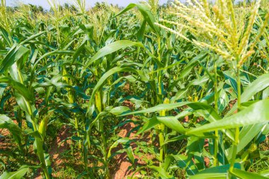 Mavi gökyüzü ile Mısır tarla tarım arazisi