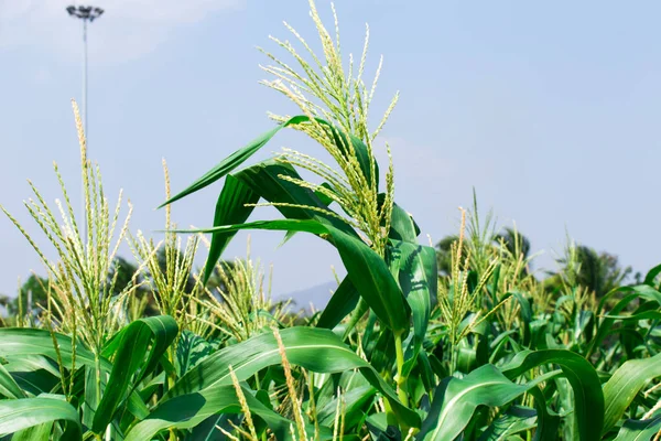 Campo de maíz tierras de cultivo con cielo azul — Foto de Stock