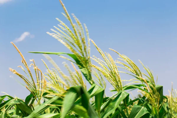 Campo de maíz tierras de cultivo con cielo azul — Foto de Stock