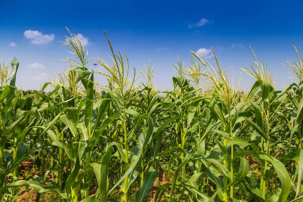 Campo de maíz tierras de cultivo con cielo azul — Foto de Stock