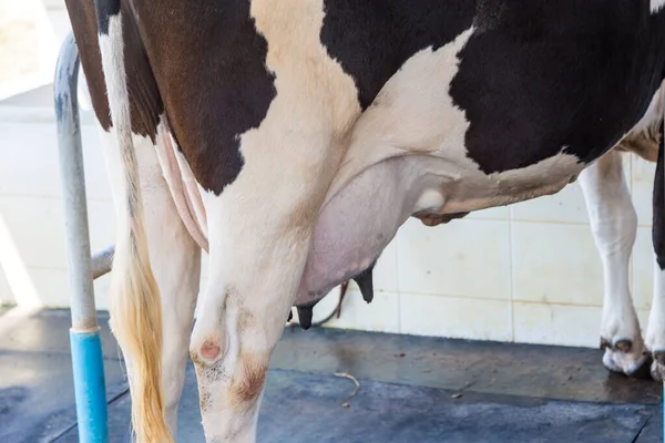 Producción lechera de vaca lechera — Foto de Stock