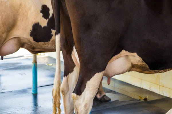 Producción lechera de vaca lechera — Foto de Stock
