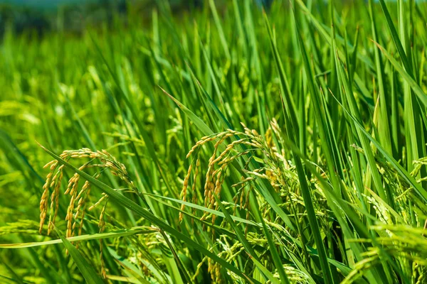 Arroz paddy amarelo no campo de plantação de arroz — Fotografia de Stock