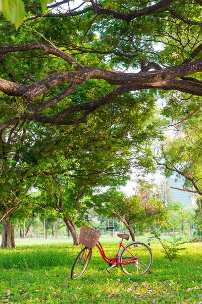 Červené kolo pod stromem v zeleném městském parku — Stock fotografie