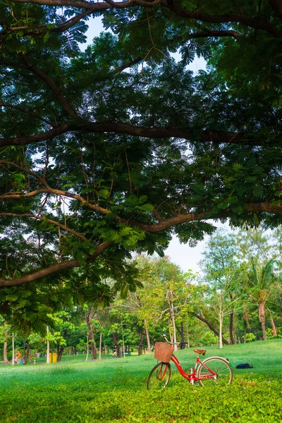 Red bike under tree in green city park — Stock Photo, Image