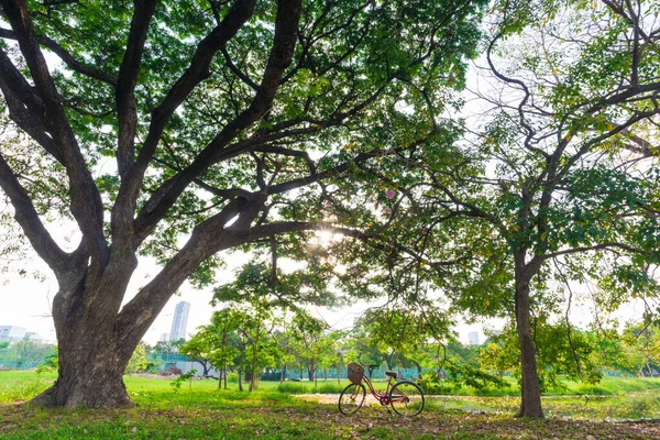 Red bike under tree in green city park — Stock Photo, Image