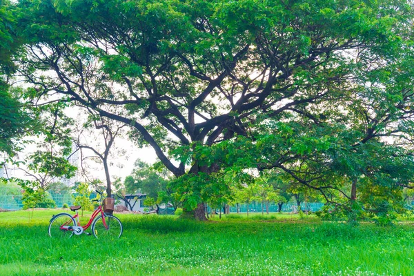 Röd cykel under träd i grön stadspark — Stockfoto