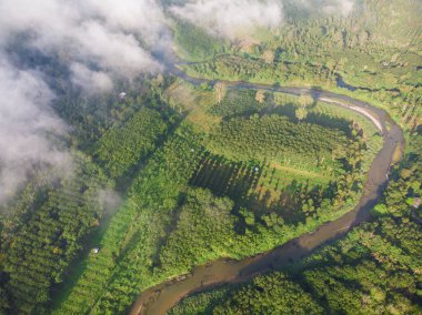 Hava manzaralı sabah güneşi yükseliyor tropik yağmur ormanı yeşil ağaç esprisi