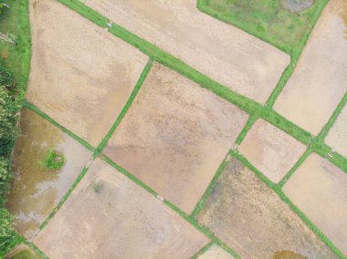 Kırsal kesimdeki Paddy pirinç tarlası terası.