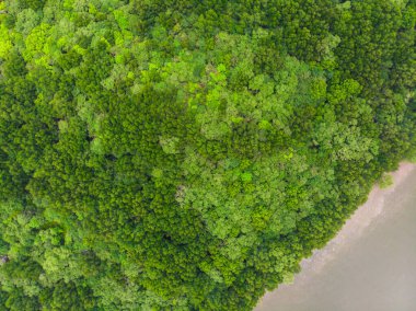 Yeşil tropikal mangrov ormanları