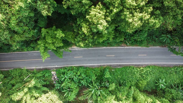 Асфальтовая дорога в зеленом лесу — стоковое фото