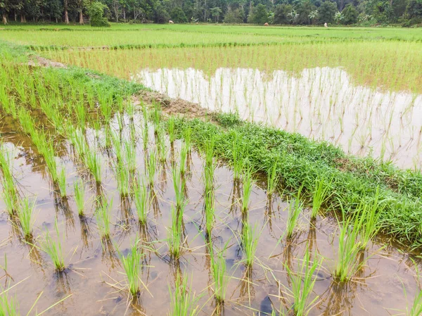 Arroz arroz plantación campo terraza en pueblo rural —  Fotos de Stock