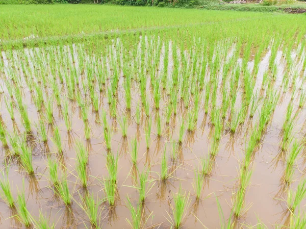 Paddy rýže plantáž terasa ve venkovské vesnici — Stock fotografie