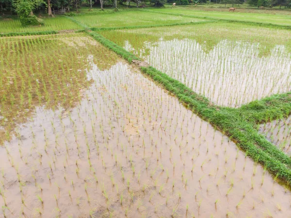 Reisplantage Feldterrasse in ländlichem Dorf — Stockfoto