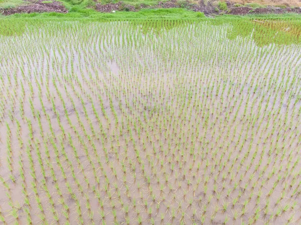 Arroz arroz plantación campo terraza en pueblo rural —  Fotos de Stock