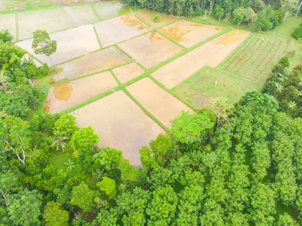 Arroz arroz plantación campo terraza en pueblo rural —  Fotos de Stock