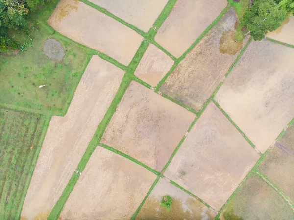 Педді рисова плантація польова тераса в сільській місцевості — стокове фото
