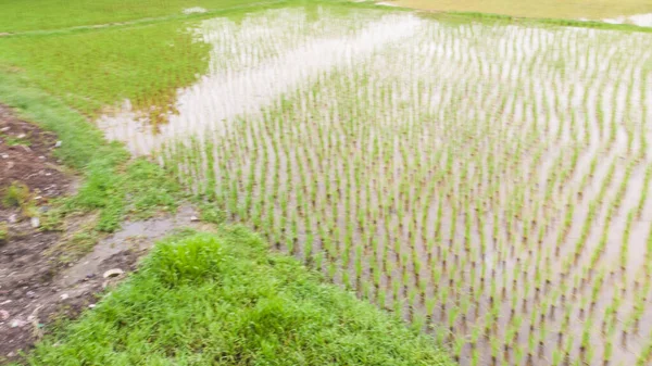 Paddy rijst plantage veld terras op het platteland dorp — Stockfoto