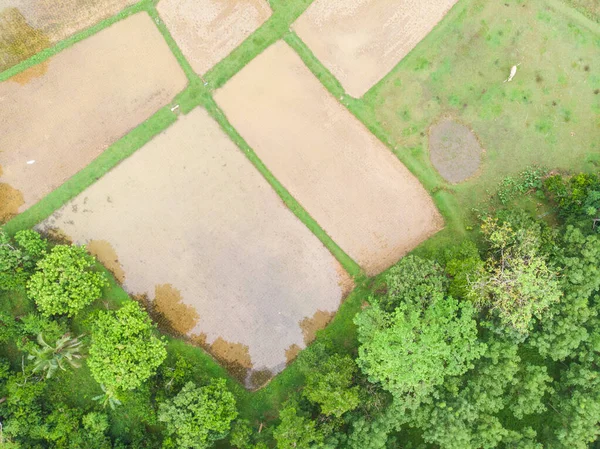 Arroz arroz plantación campo terraza en pueblo rural —  Fotos de Stock