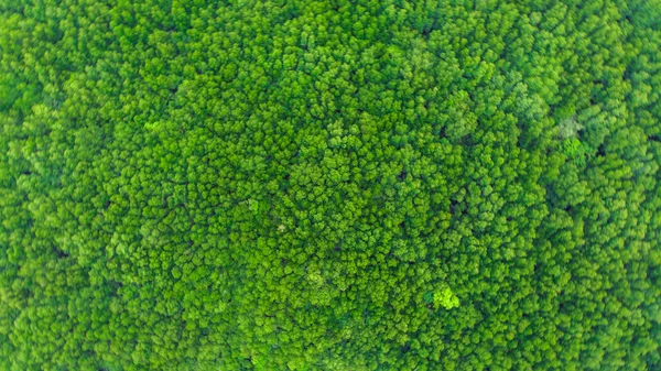 绿热带红树林背景 — 图库照片