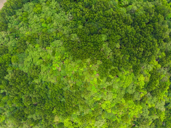Grön tropisk mangrove skog bakgrund — Stockfoto
