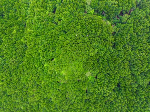 Zielony tropikalny las namorzynowy tło — Zdjęcie stockowe