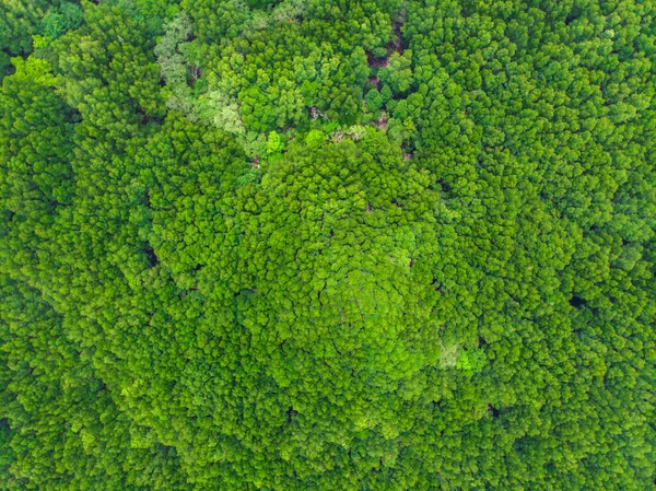 绿热带红树林背景 — 图库照片