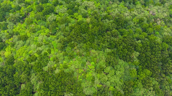 Green tropical mangrove forest background Stock Image