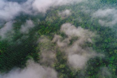 Tropik dağ ormanı sabahı sisli