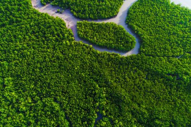 Tropikal yağmur ormanı mangrov ağacı tarlası.