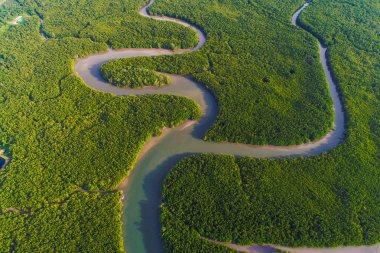 Tropikal yağmur ormanı mangrov ağacı tarlası.