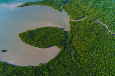 Tropikal yağmur ormanı mangrov ağacı tarlası.
