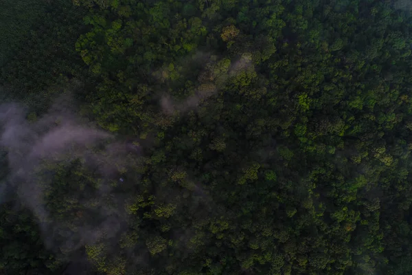 Montanha floresta tropical manhã com nevoeiro — Fotografia de Stock