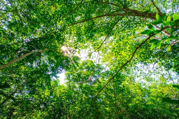 Para rubber plantage boom tropisch groen bos — Stockfoto