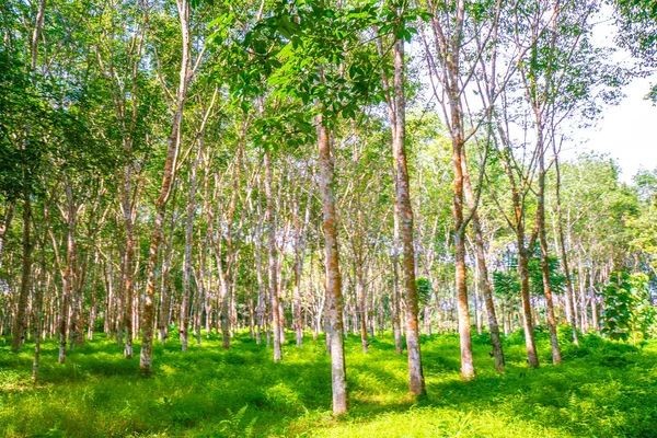 パラゴム植林木熱帯緑の森 — ストック写真