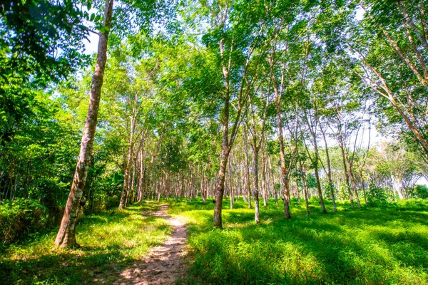 Para gummi plantage träd tropisk grön skog — Stockfoto