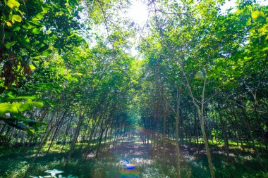 Para kauçuk fidanlığı tropikal yeşil orman