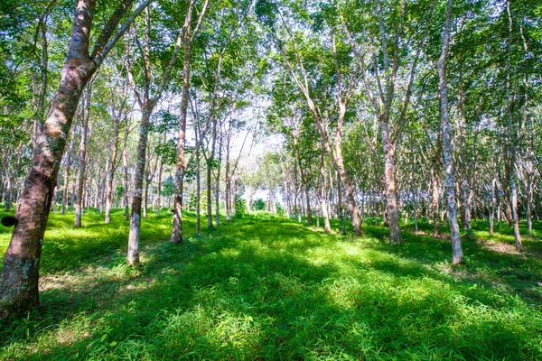 Para albero piantagione di gomma foresta verde tropicale — Foto Stock