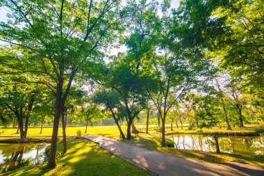 Şehir parkında yeşil ağaç günbatımı gökyüzü ile yol