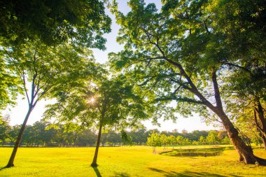 Ağaçlı günbatımı parkı yeşil çimen