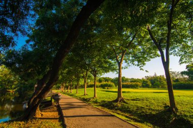 Şehir parkında yeşil ağaç günbatımı gökyüzü ile yol