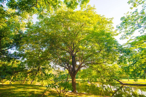 Solnedgång park grön gräsmatta med träd — Stockfoto