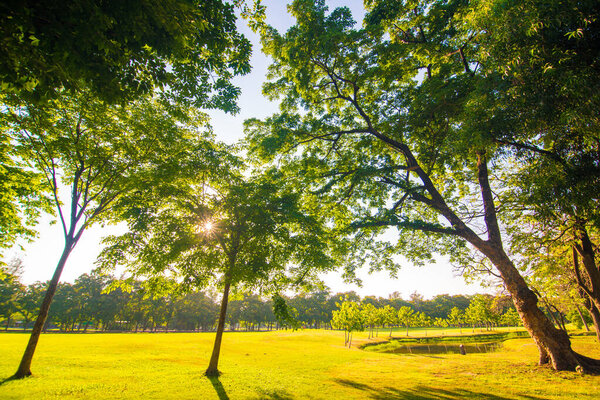 Sunset park green lawn with tree