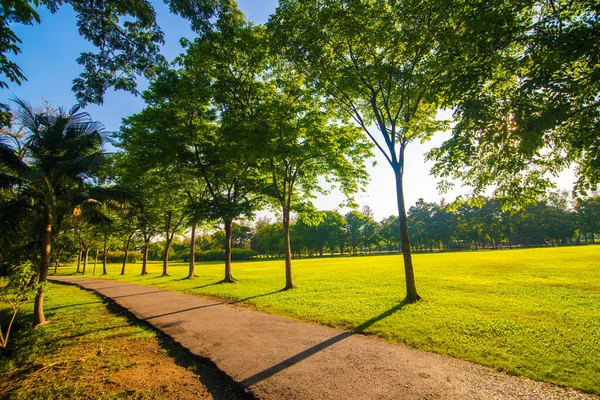 Pathway in city public park with green tree sunset sky — Stock Photo, Image