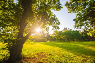 Ağaçlı günbatımı parkı yeşil çimen