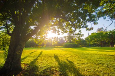 Ağaçlı günbatımı parkı yeşil çimen